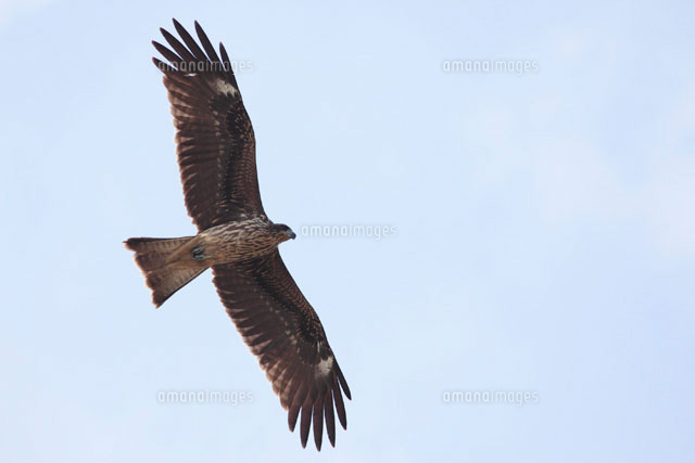 青空を飛ぶトンビ の写真素材 イラスト素材 アマナイメージズ