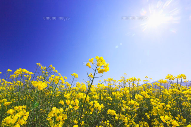 菜の花畑と青空 の写真素材 イラスト素材 アマナイメージズ