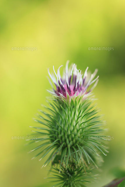 ゴボウの花 の写真素材 イラスト素材 アマナイメージズ