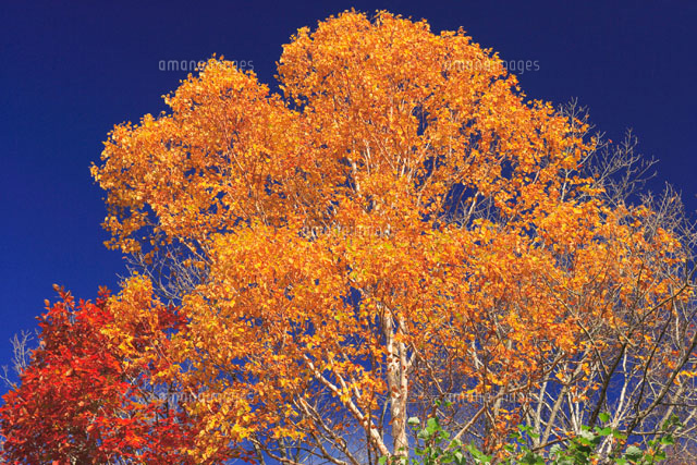紅葉する白樺の木 の写真素材 イラスト素材 アマナイメージズ