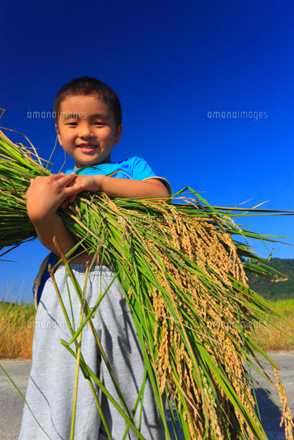 稲穂を抱える男の子 の写真素材 イラスト素材 アマナイメージズ
