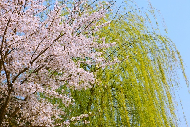 桜と柳の新緑 京都府 の写真素材 イラスト素材 アマナイメージズ