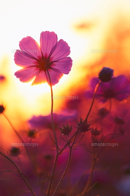 夕暮れのコスモス の写真素材 イラスト素材 アマナイメージズ