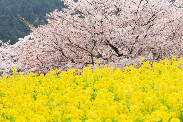菜の花 sakatsu_12220000n002