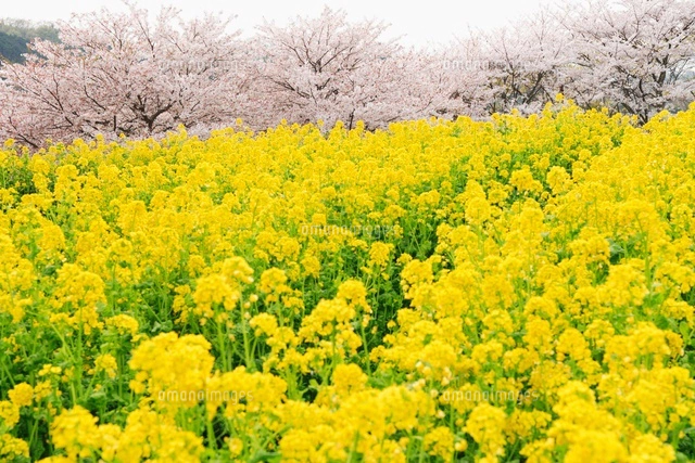 桜と菜の花畑 奈良県[11019024828]の写真・イラスト素材｜アマナ