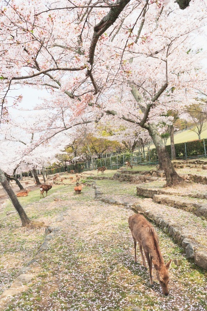 春の奈良公園と鹿 奈良県 の写真素材 イラスト素材 アマナイメージズ