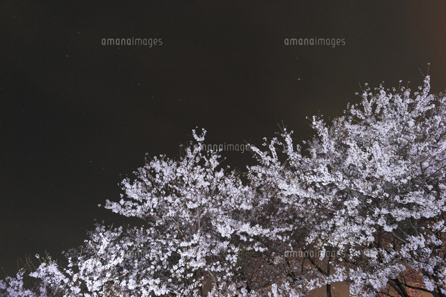 宇曽川堤防の夜桜 滋賀県 の写真素材 イラスト素材 アマナイメージズ