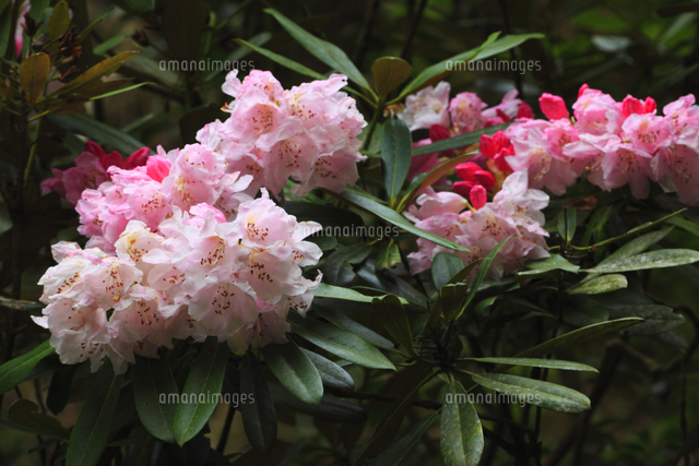 鎌掛谷のホンシャクナゲ 滋賀県 の写真素材 イラスト素材 アマナイメージズ