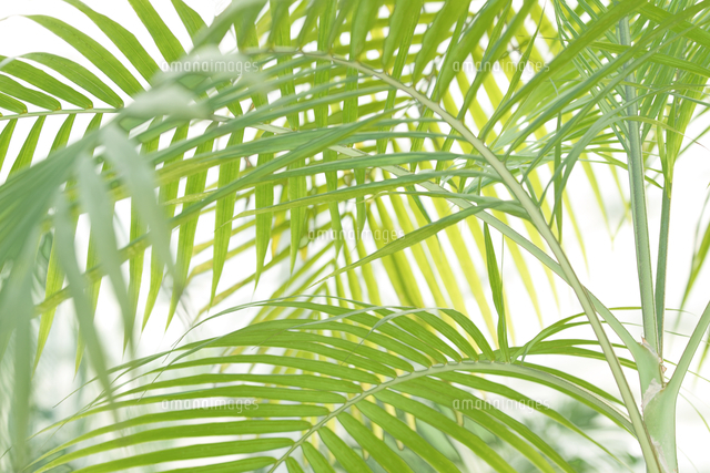 ヤシの葉 観葉植物 の写真素材 イラスト素材 アマナイメージズ