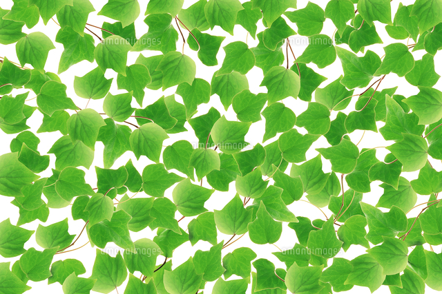 ツタの葉 CG[11019031091]の写真・イラスト素材｜アマナイメージズ