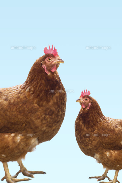 2羽のニワトリ 合成[11019036024]の写真・イラスト素材｜アマナイメージズ