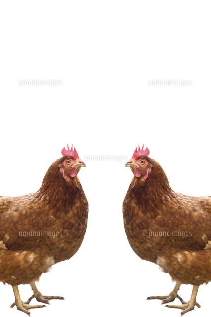 2羽のニワトリ 合成[11019036029]の写真・イラスト素材｜アマナイメージズ
