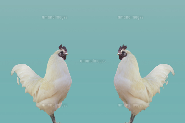 2羽のニワトリ 合成[11019036029]の写真・イラスト素材｜アマナイメージズ