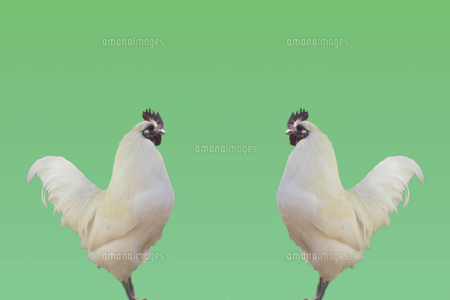 2羽のニワトリ 合成[11019036029]の写真・イラスト素材｜アマナイメージズ