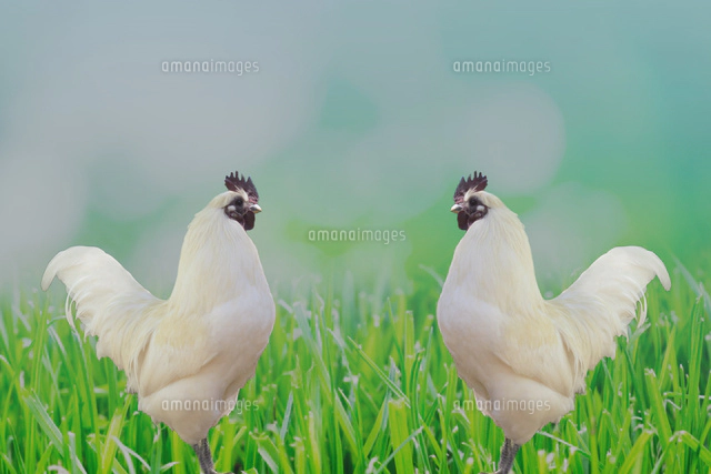 2羽のニワトリ 合成[11019036047]の写真・イラスト素材｜アマナイメージズ