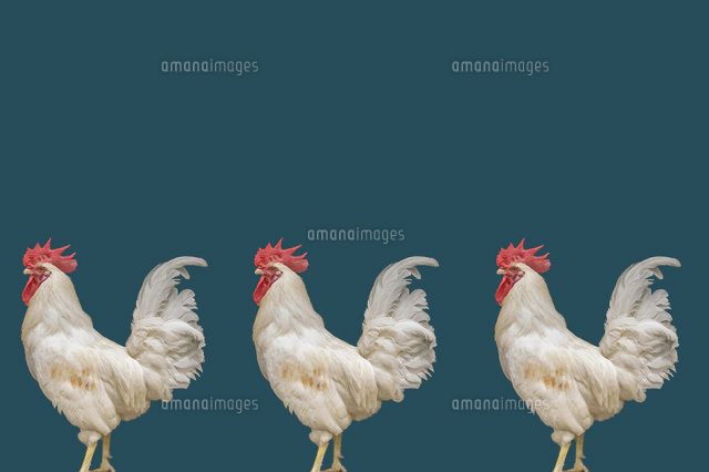 3羽のニワトリ 合成[11019036163]の写真・イラスト素材｜アマナイメージズ