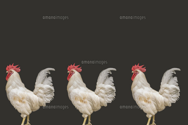3羽のニワトリ 合成[11019036163]の写真・イラスト素材｜アマナイメージズ
