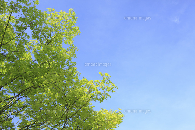 新緑の木と青空 滋賀県[11019037765]の写真・イラスト素材｜アマナ
