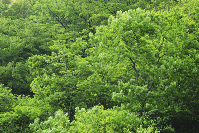 新緑の森林 滋賀県 の写真素材 イラスト素材 アマナイメージズ