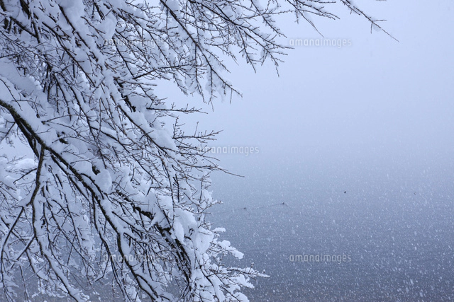 雪の木 71BvWGMx5NL._AC_SY200_QL15_.jpg
