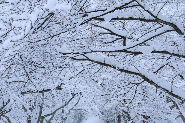 雪の木 雪 木 無料の写真 № 10551