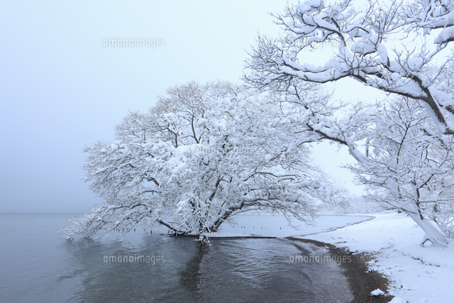 雪景色の琵琶湖畔 滋賀県 の写真素材 イラスト素材 アマナイメージズ