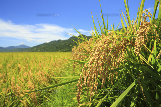 実る稲穂と青空 花蓮県 の写真素材 イラスト素材 アマナイメージズ