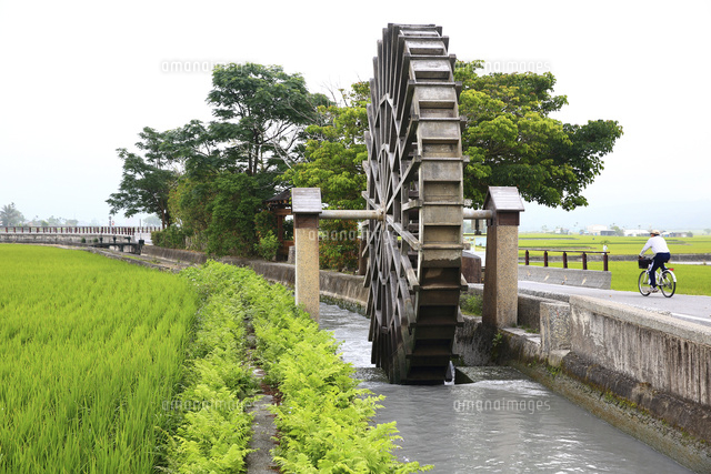 池上郷の水車と水田 台東県[11019038448]の写真・イラスト素材