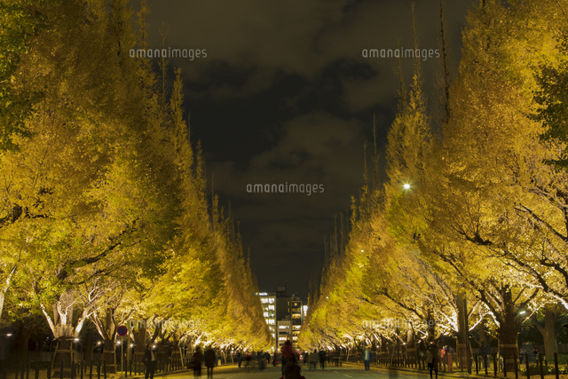 神宮外苑イチョウ並木の夜景 の写真素材 イラスト素材 アマナイメージズ