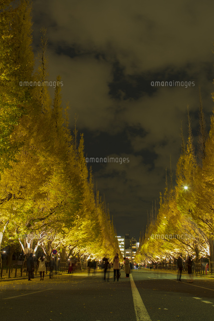 神宮外苑イチョウ並木の夜景 の写真素材 イラスト素材 アマナイメージズ