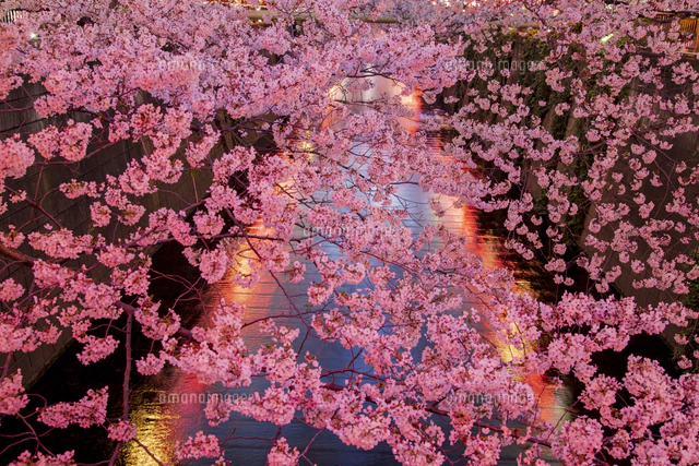目黒川の桜並木の夜景[11019040539]の写真・イラスト素材｜アマナ