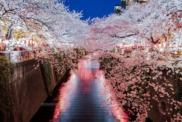 目黒川の桜並木の夜景[11019040540]の写真・イラスト素材｜アマナ