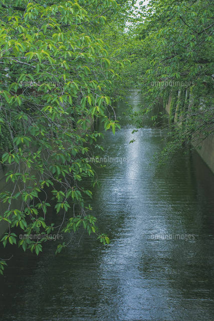 新緑の目黒川[11019040569]の写真・イラスト素材｜アマナイメージズ