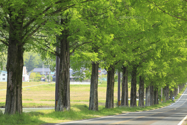 メタセコイア並木の新緑 滋賀県 の写真素材 イラスト素材 アマナイメージズ
