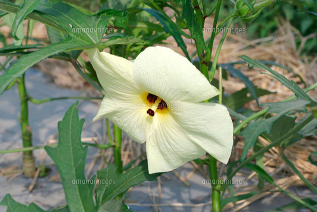 花おくら の写真素材 イラスト素材 アマナイメージズ
