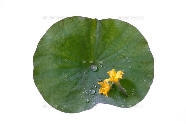 はすの葉 の写真素材 イラスト素材 アマナイメージズ