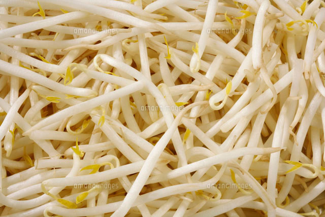もやし[11020002627]の写真・イラスト素材｜アマナイメージズ