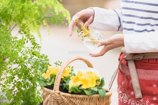花に霧吹きで水をかける女性の手元 の写真素材 イラスト素材 アマナイメージズ