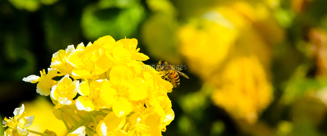 ミツバチと菜の花 の写真素材 イラスト素材 アマナイメージズ