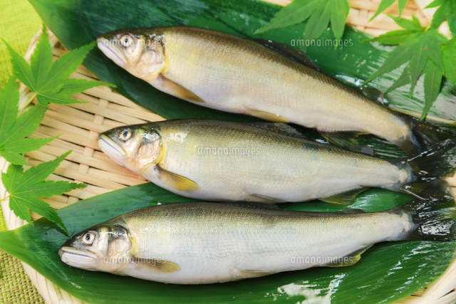 鮎 の写真素材 イラスト素材 アマナイメージズ