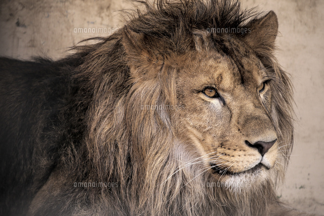 ライオン の写真素材 イラスト素材 アマナイメージズ ライオン の写真素材 イラスト素材 アマナイメージズ