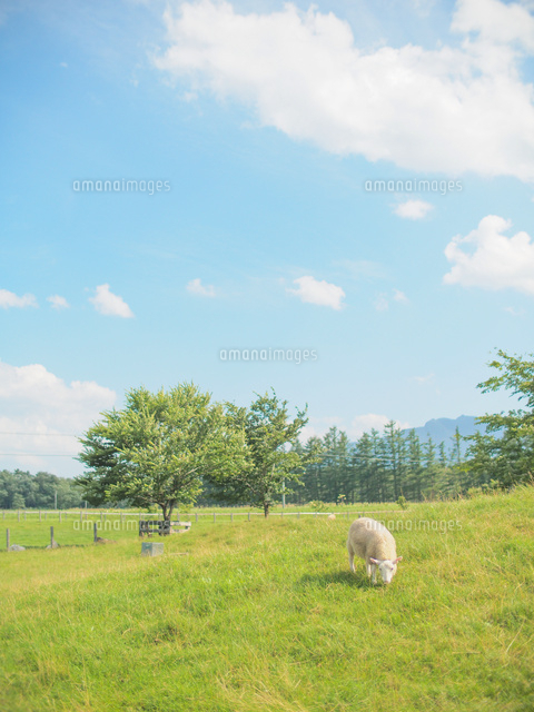 羊のいる風景[11023020397]の写真・イラスト素材｜アマナイメージズ