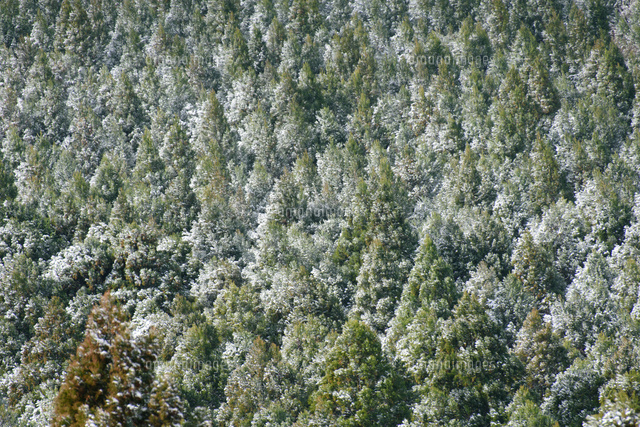 雪の積もった針葉樹 の写真素材 イラスト素材 アマナイメージズ