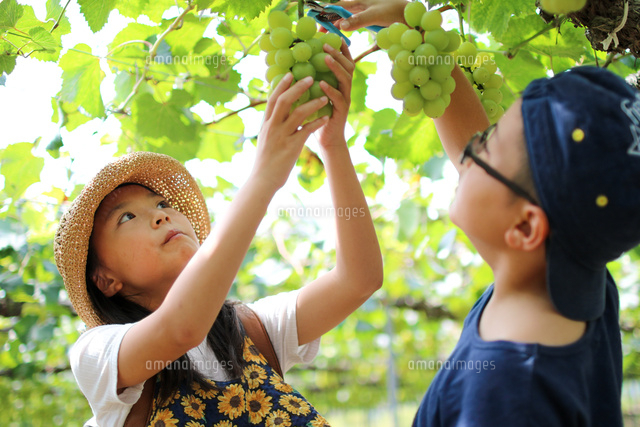 ブドウ狩り の写真素材 イラスト素材 アマナイメージズ