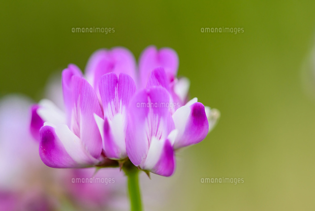 レンゲの花 の写真素材 イラスト素材 アマナイメージズ