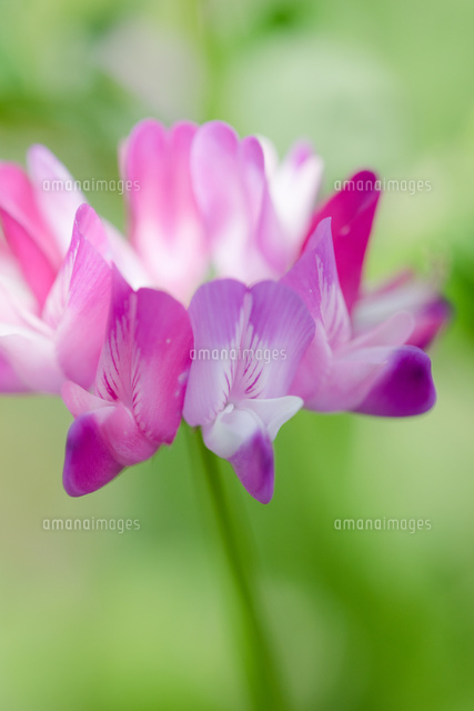 蓮華草 の写真素材 イラスト素材 アマナイメージズ