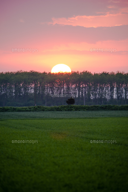 林に沈む太陽 の写真素材 イラスト素材 アマナイメージズ