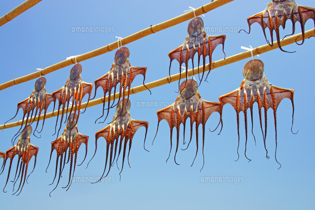 干しダコ の写真素材 イラスト素材 アマナイメージズ