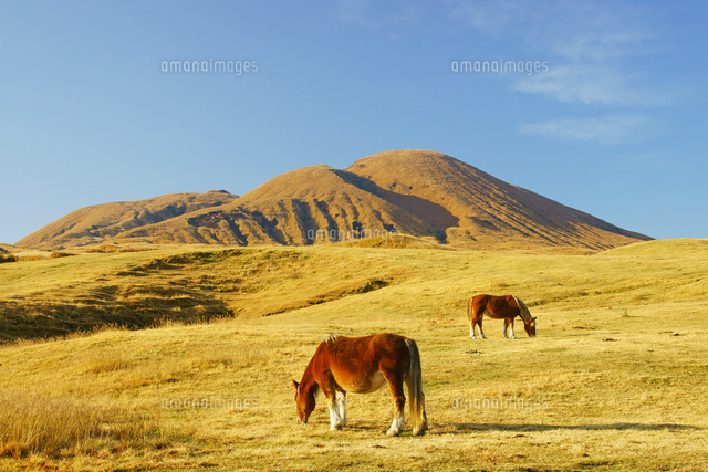 阿蘇の馬 の写真素材 イラスト素材 アマナイメージズ