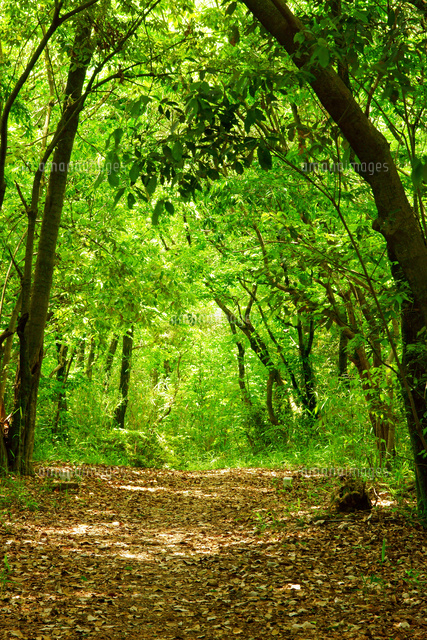 新緑の森 の写真素材 イラスト素材 アマナイメージズ